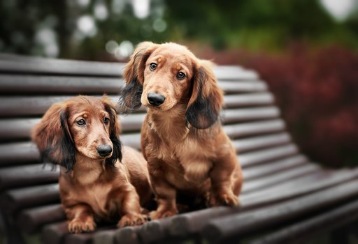 two adorable dachshund puppies posing together on a bench